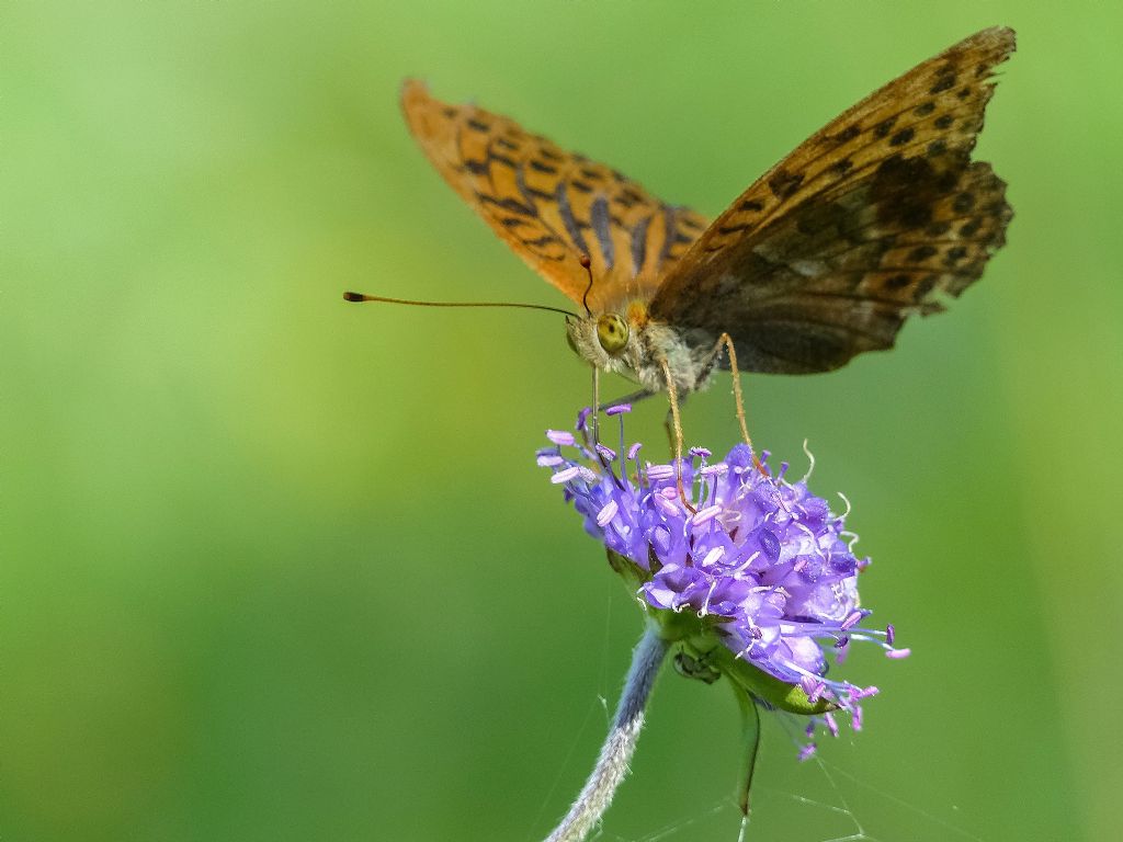 Argynnis (Argynnis) paphia, Nymphalidae