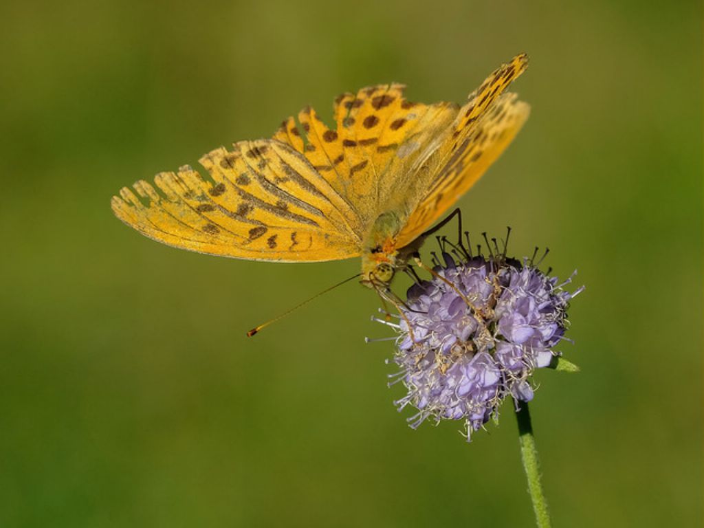 Argynnis (Argynnis) paphia, Nymphalidae