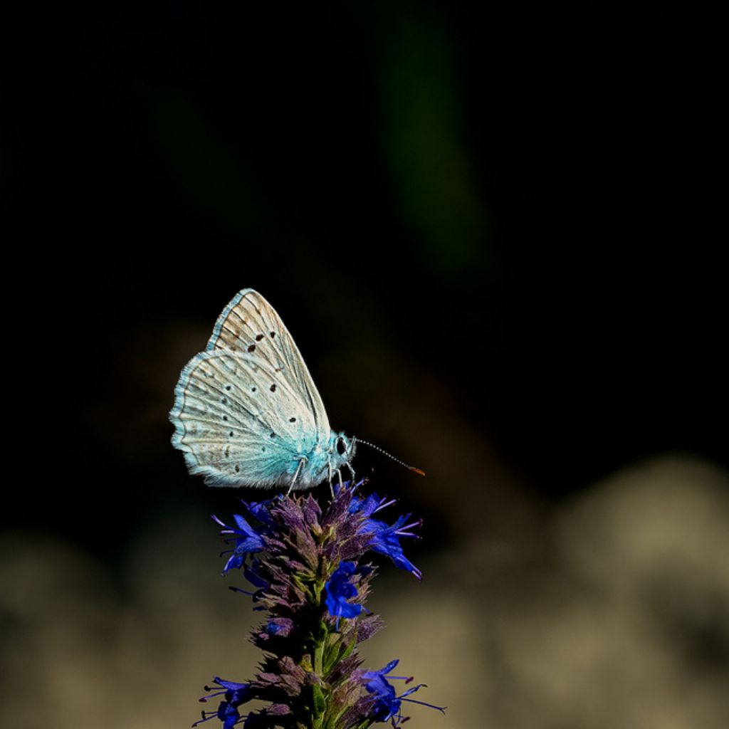 Licenide da determinare - Polyommatus (Meleageria) daphnis