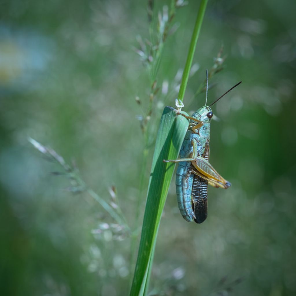 Stauroderus scalaris, maschio