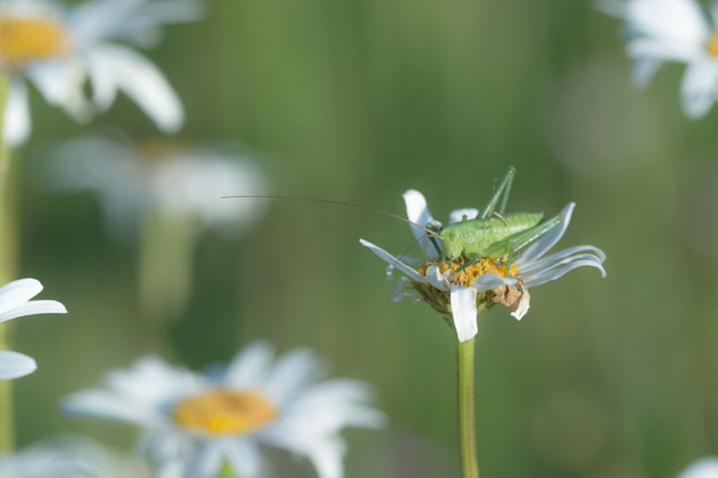 Ninfa di Tettigonia sp.