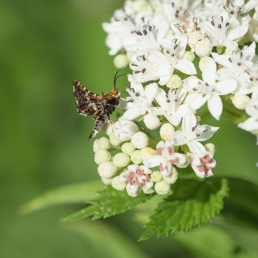 Farfallina da determinare - Thyris fenestrella, Thyrididae