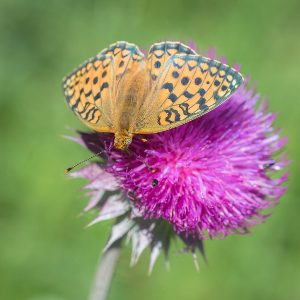 Argynnis aglaia?