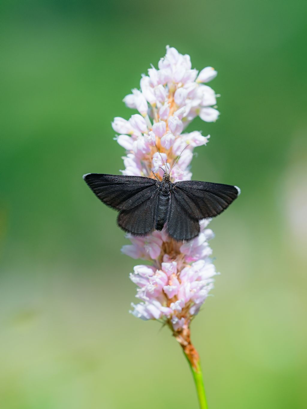 Farfalla da determinare - Odezia atrata, Geometridae