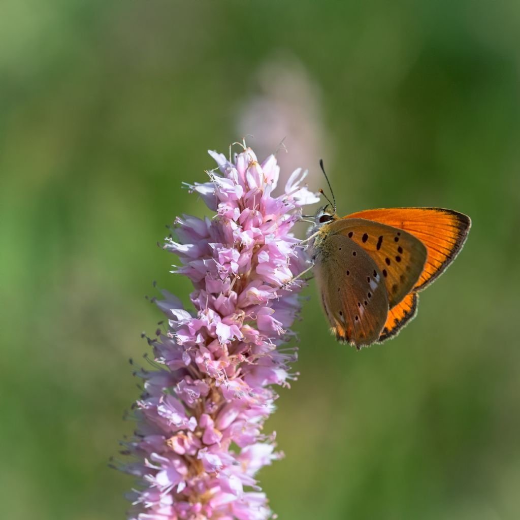 Lycaena vigaureae? S