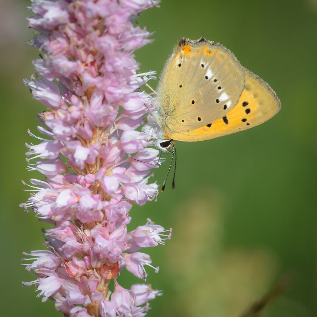 Lycaena vigaureae? S