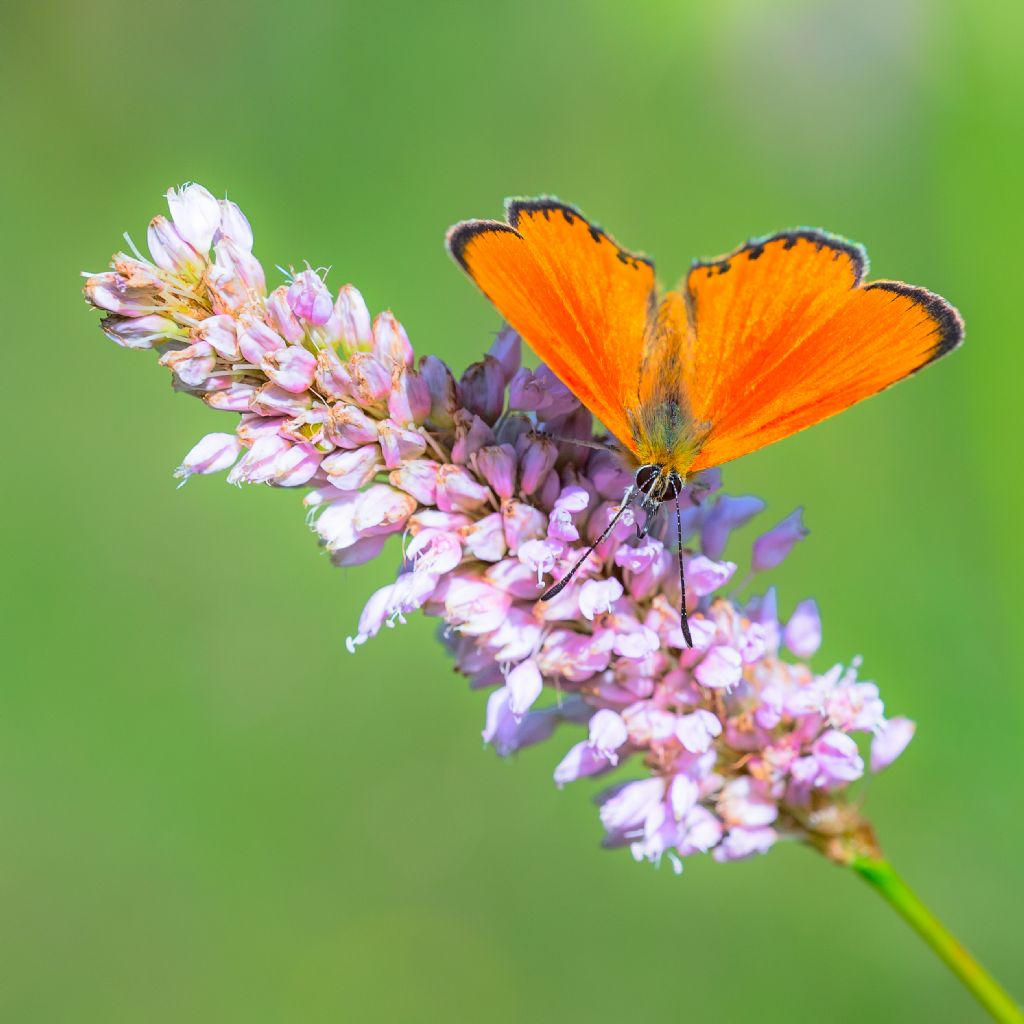 Lycaena vigaureae? S