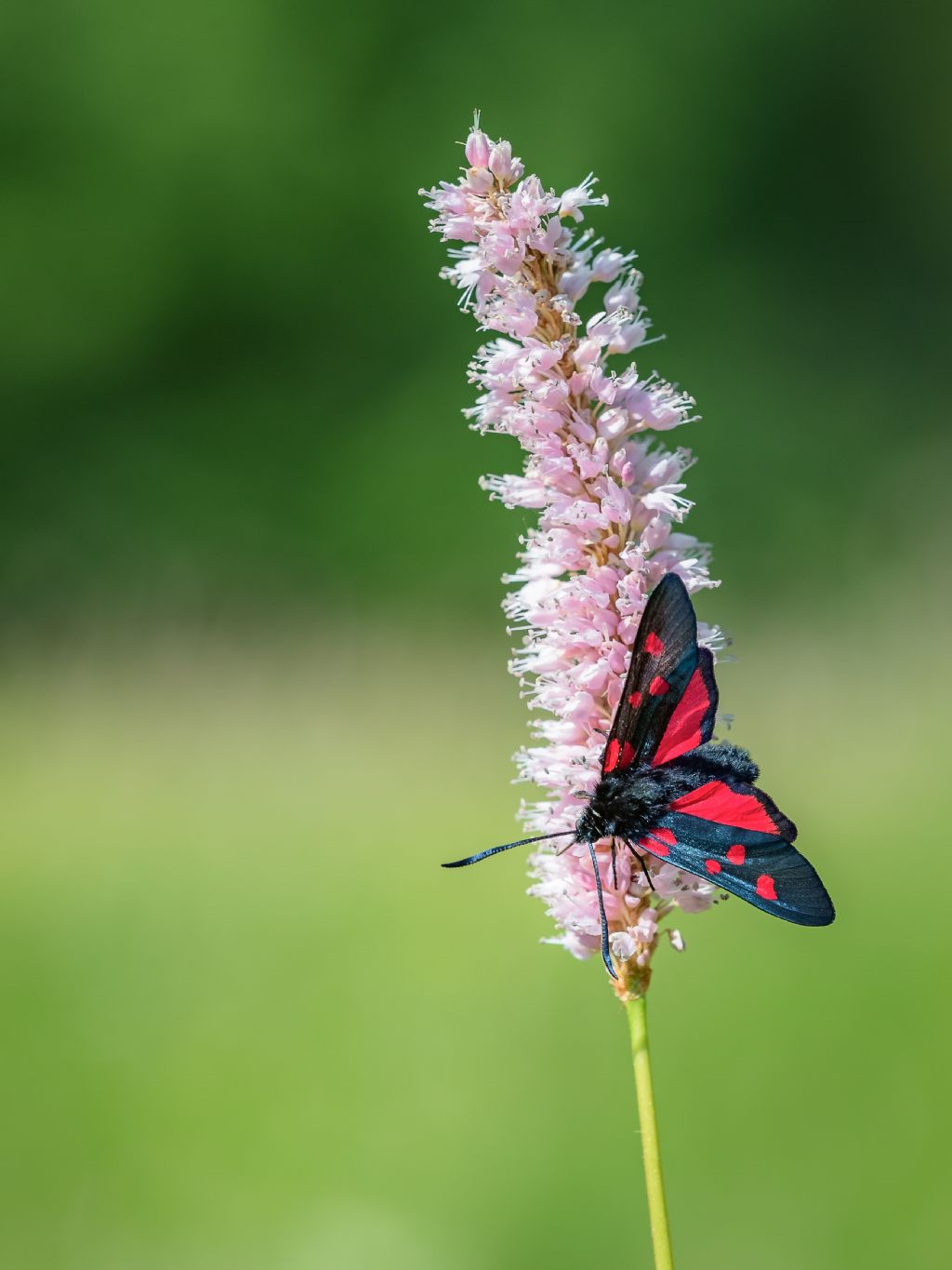 Quale Zygaena? - Zygaena (Zygaena) lonicerae