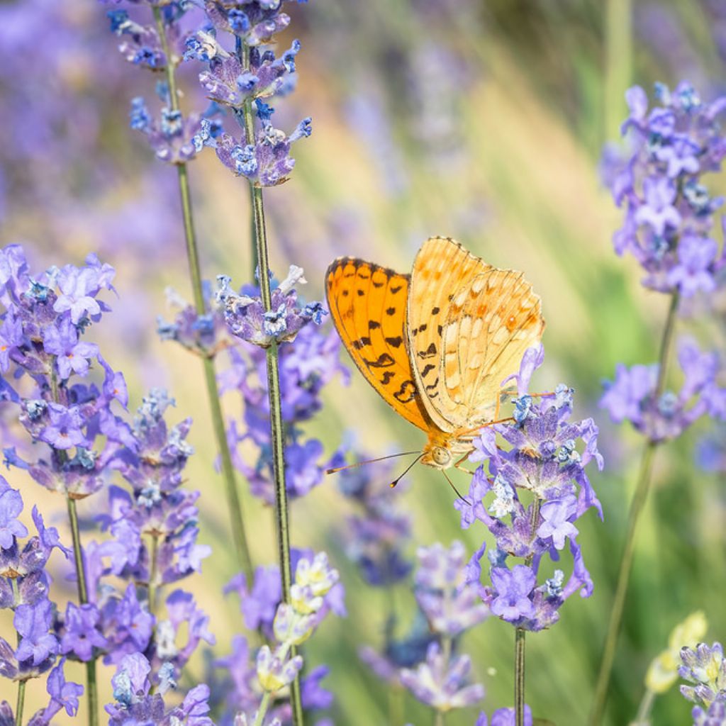 Farfalla da identificare - Argynnis (Fabriciana) adippe, Nymphalidae