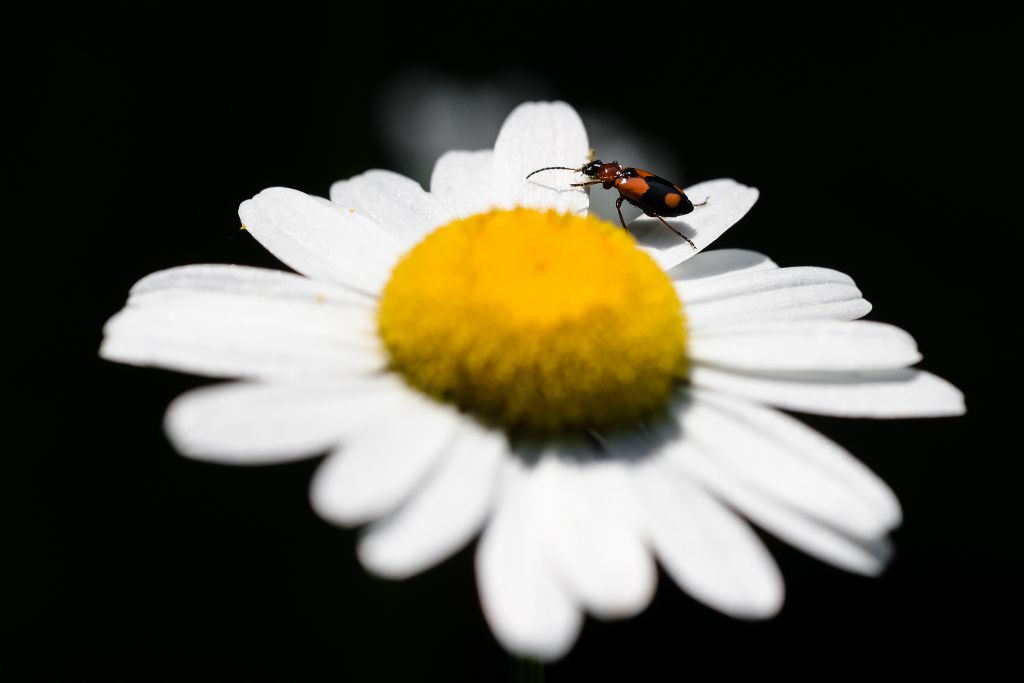 Carabidae: Lebia cruxminor?  S !