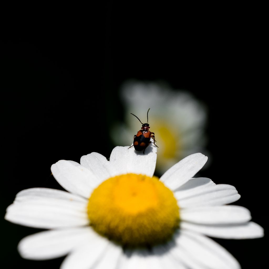 Carabidae: Lebia cruxminor?  S !