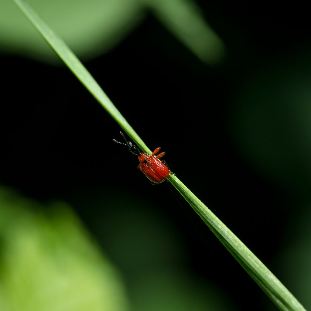 Attelabidae;  Apoderus coryli? S!