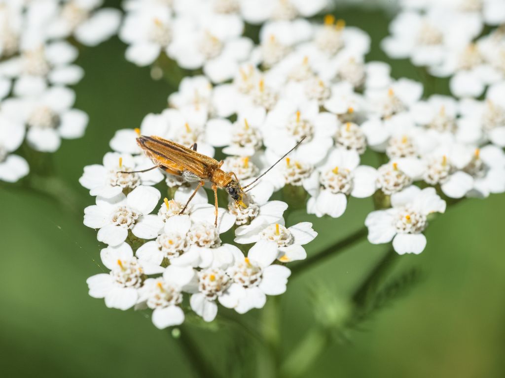 Oedemeridae: Oedemera podagrariae, femmina