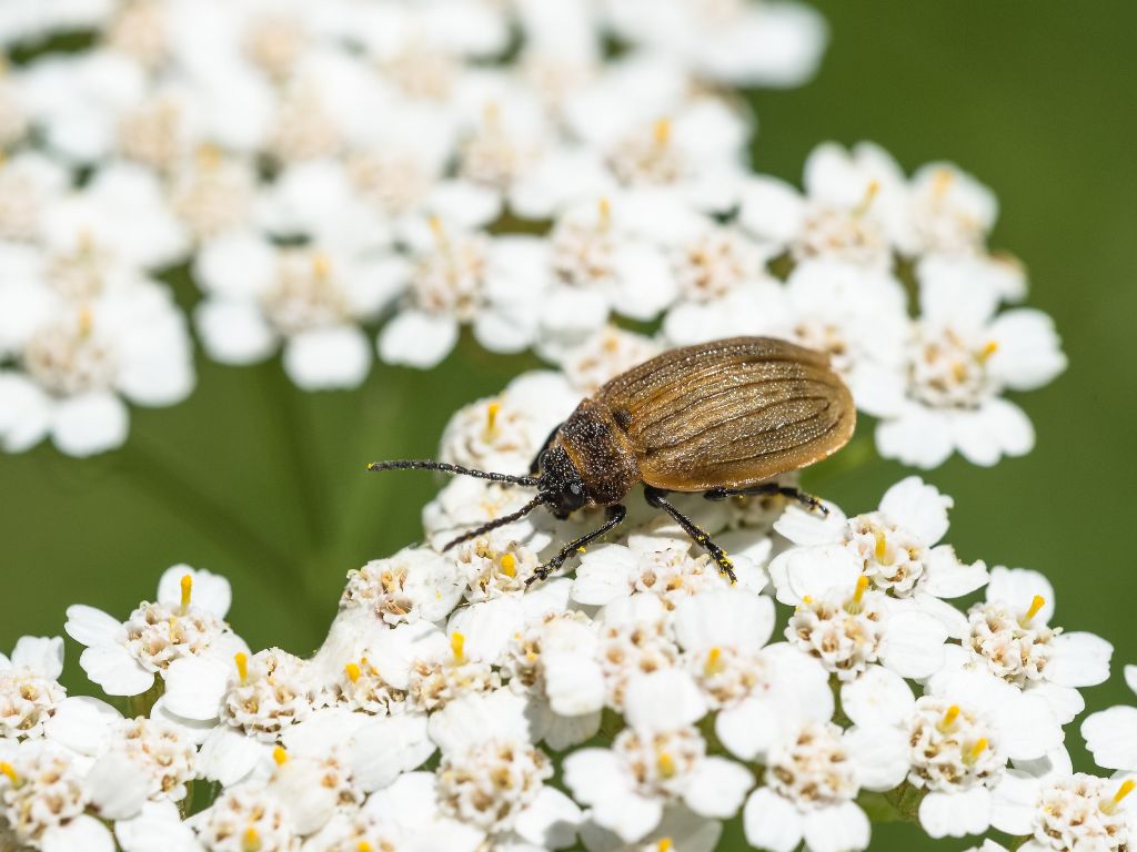 Chrysomelidae: Galeruca interrupta