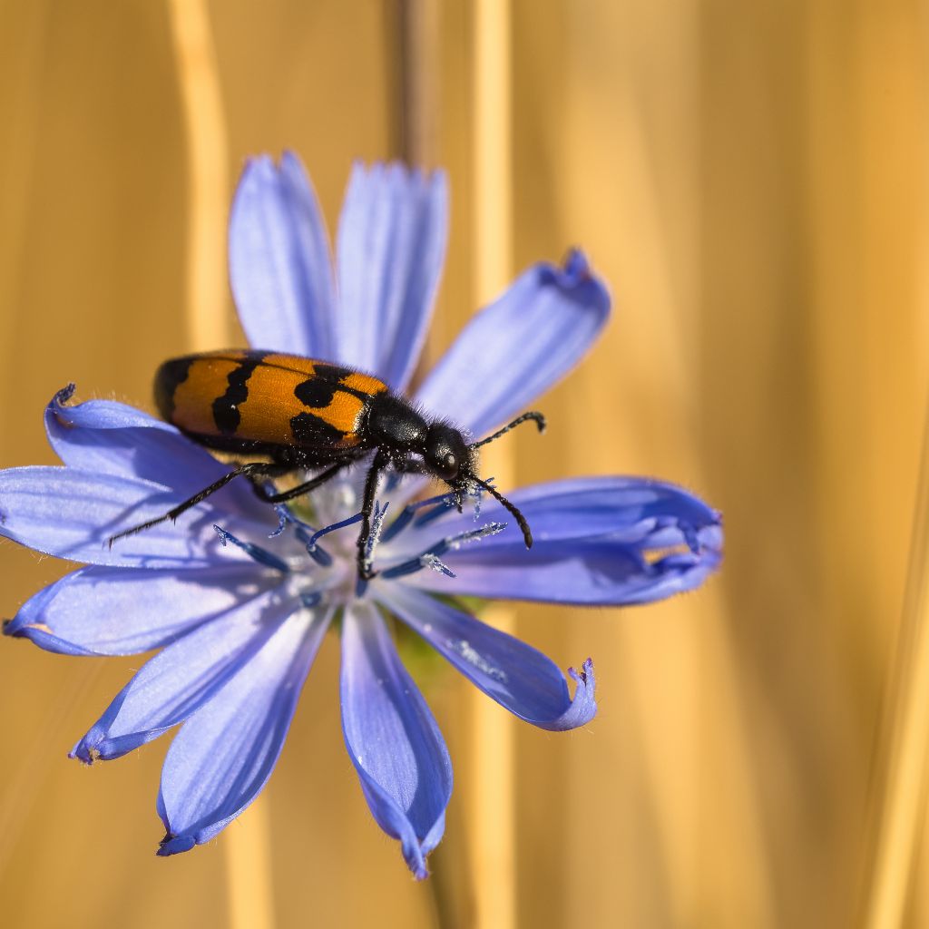 Meloidae: Mylabris variabilis