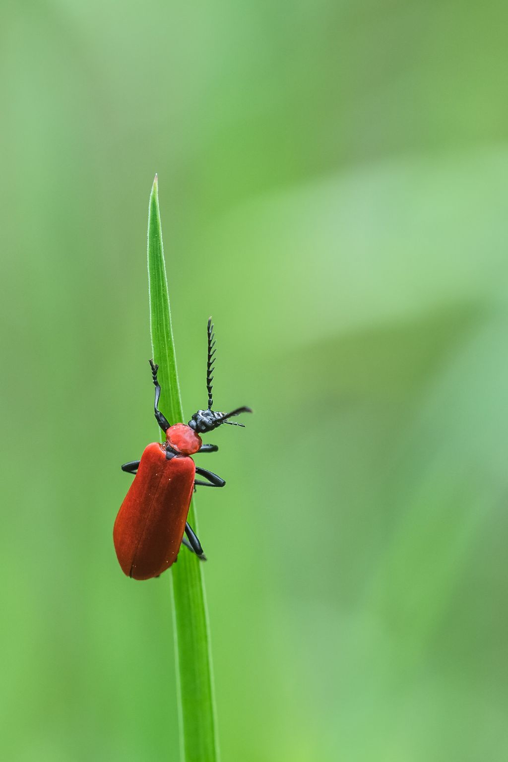 Pyrochroidae: Pyrochroa coccinea? S.