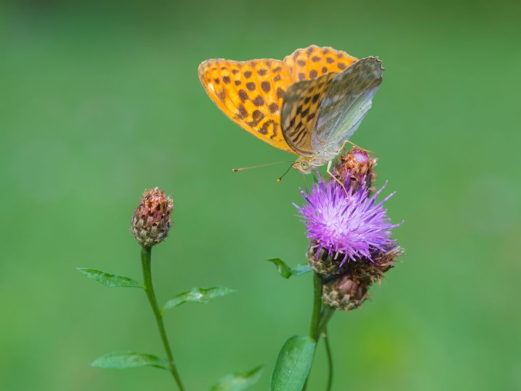 Argynnis paphia?