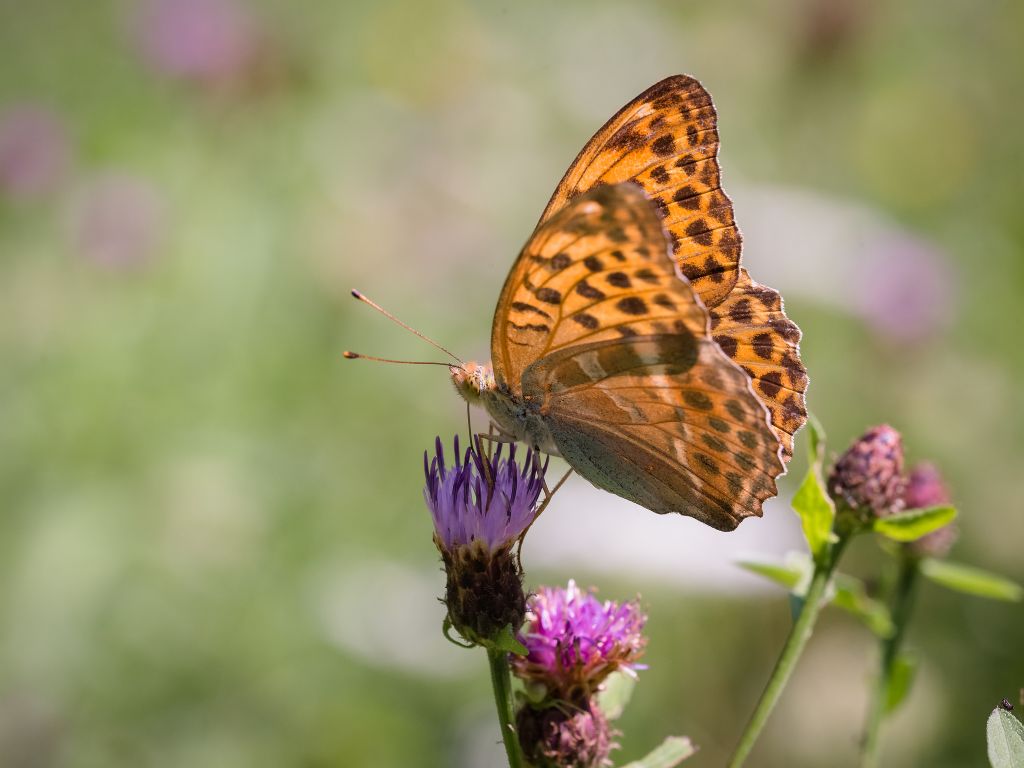 Argynnis paphia?