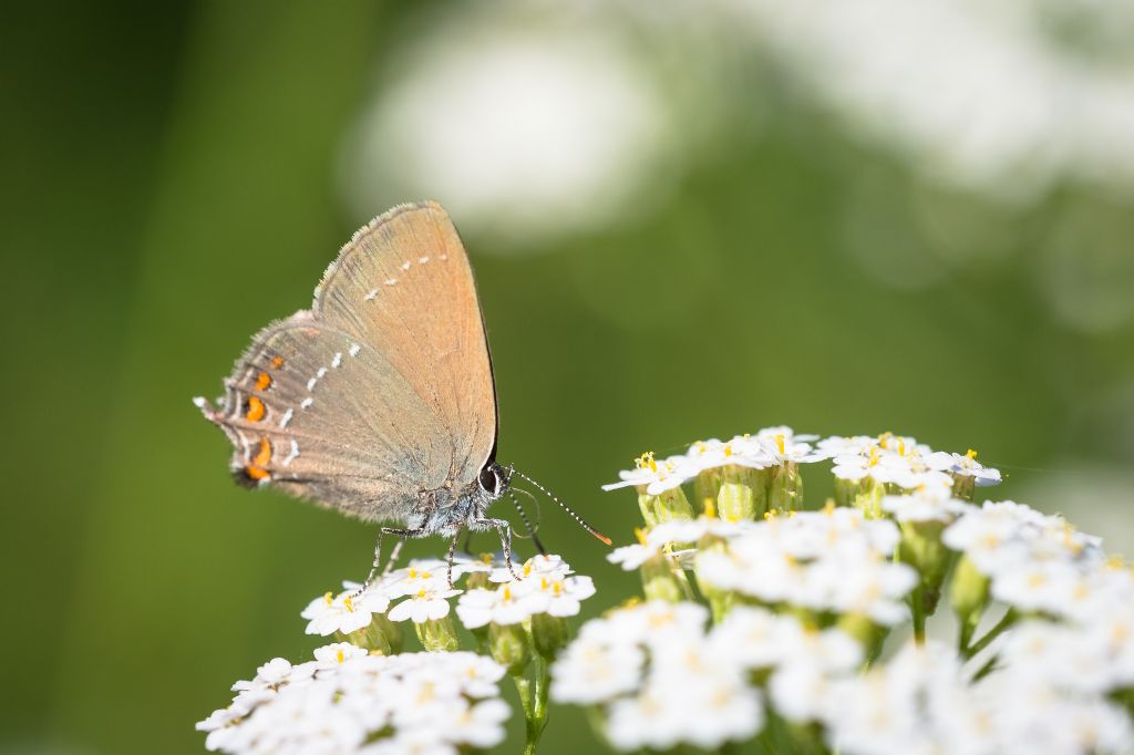 Satyrium spini? - No, Satyrium ilicis