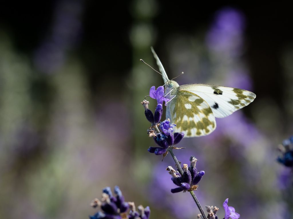 Pontia edusa?