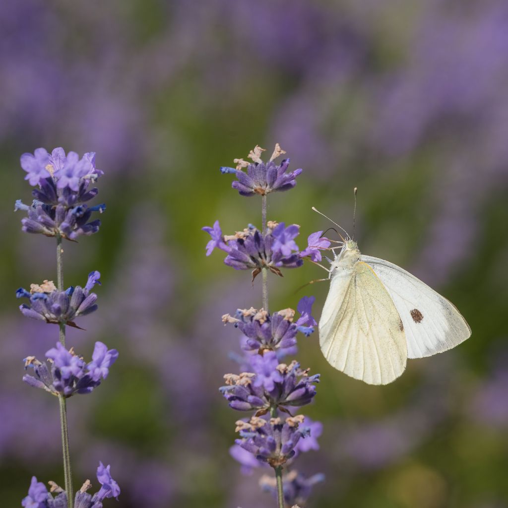 Pieris rapae?