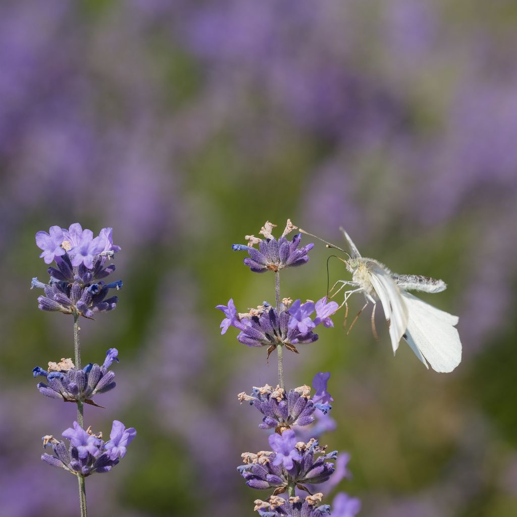 Pieris rapae?