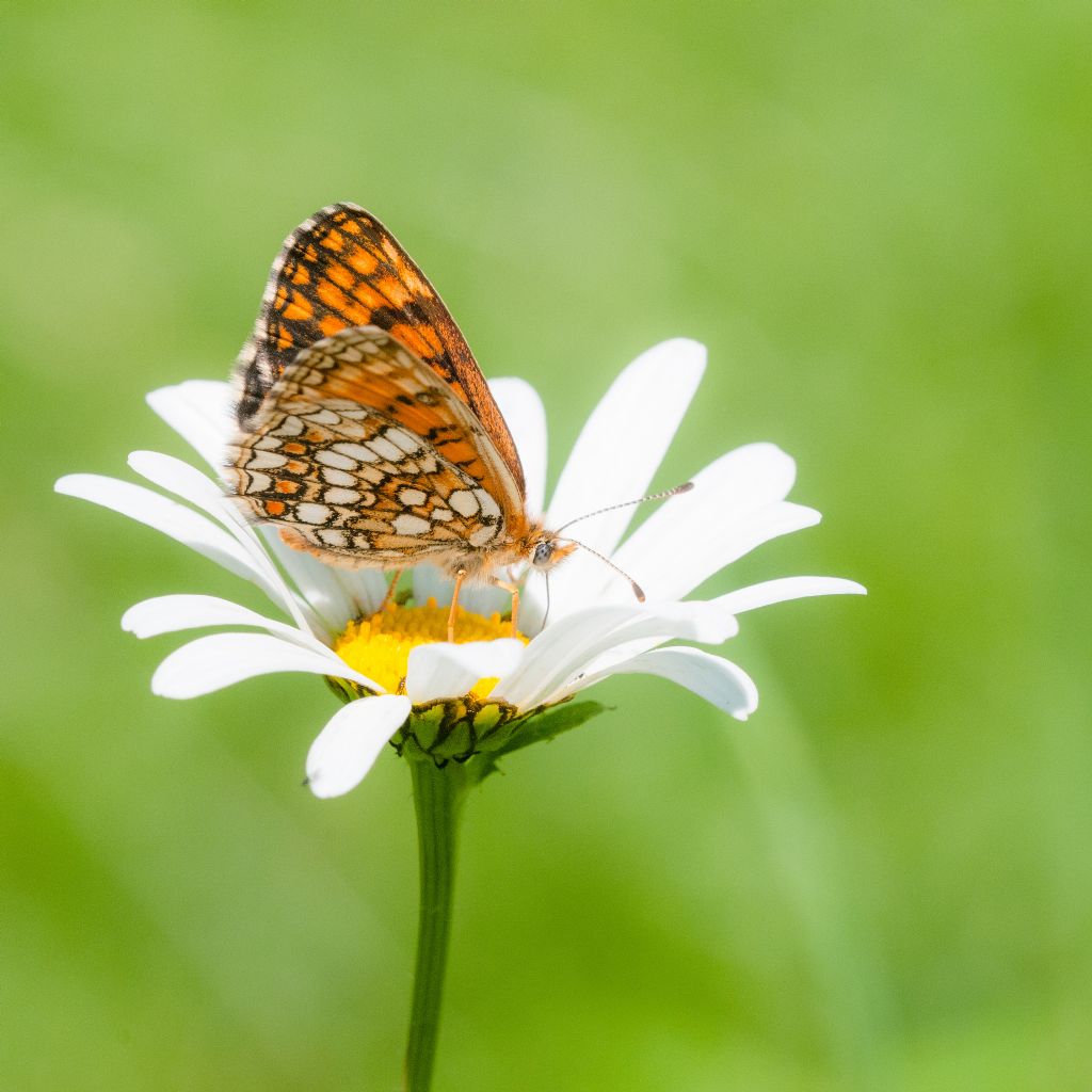 Lepidottero da determinare - Melitaea nevadensis