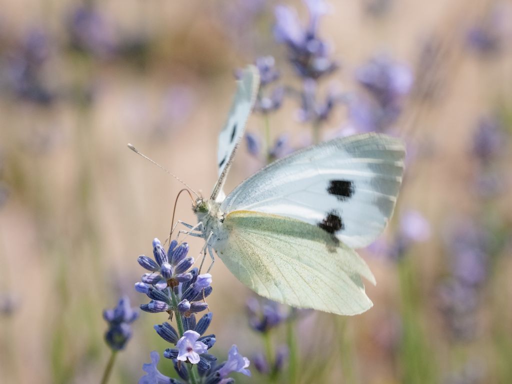 Pieris rapae?