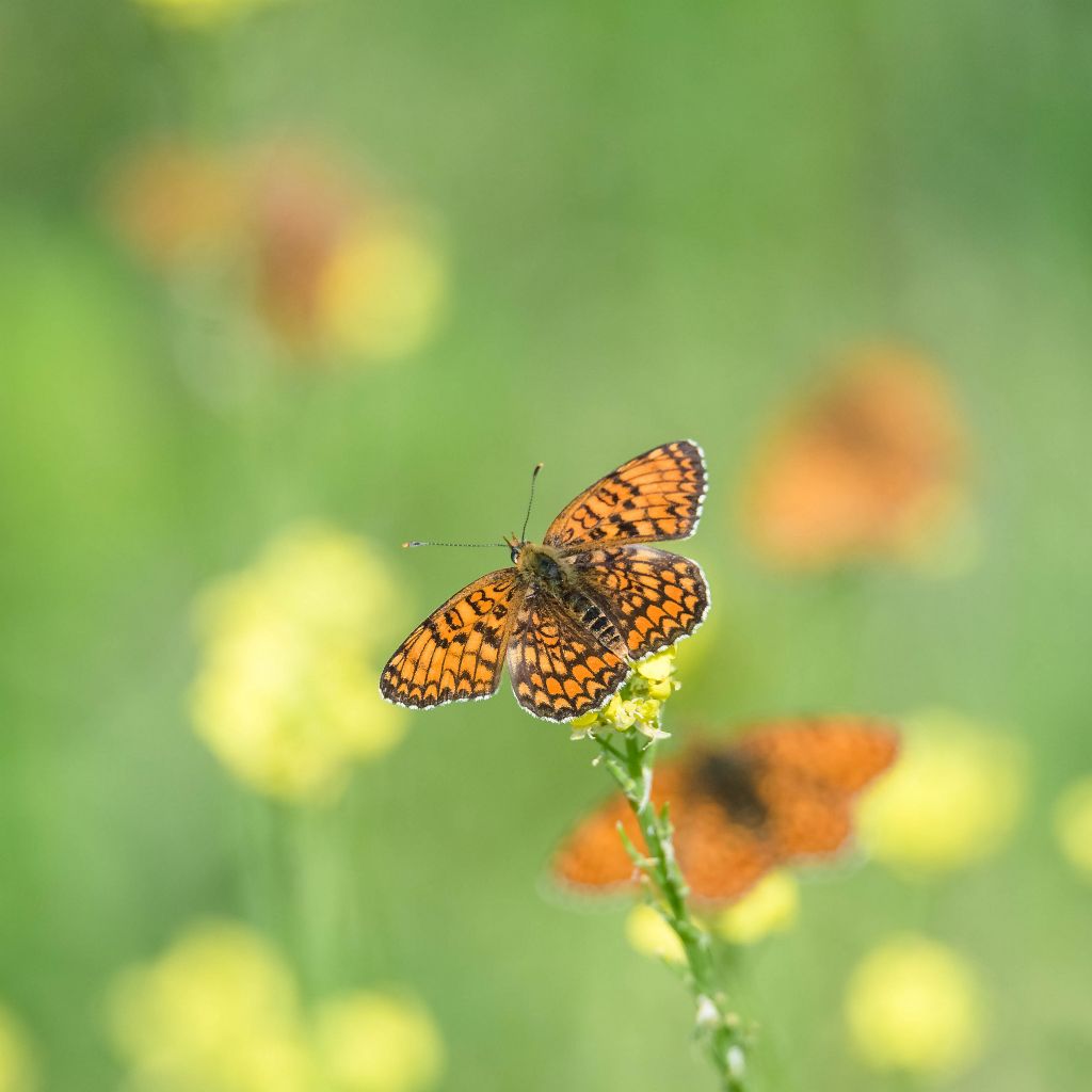 Farfalle arancioni da identidicare