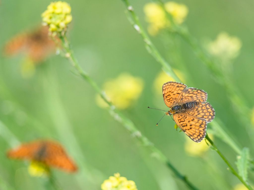 Farfalle arancioni da identidicare