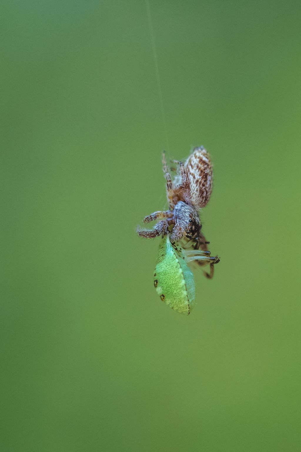 Macaroeris nidicolens con ninfa di Pentatomidae - Bagnasco (CN)