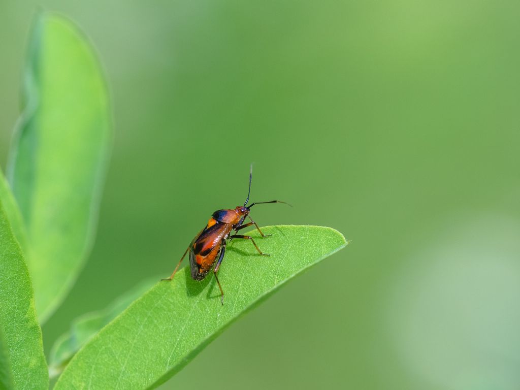 Miridae: Deraeocoris ruber