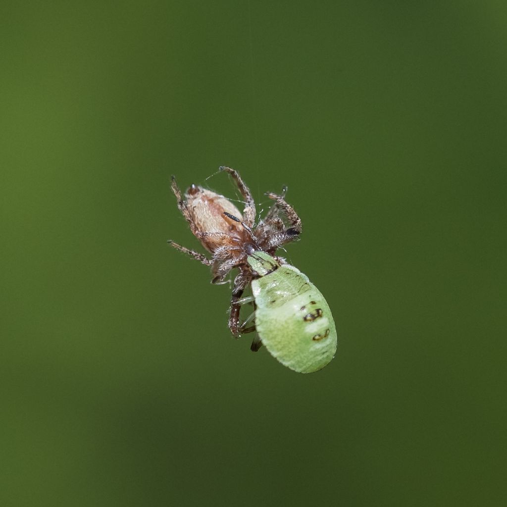 Macaroeris nidicolens con ninfa di Pentatomidae - Bagnasco (CN)