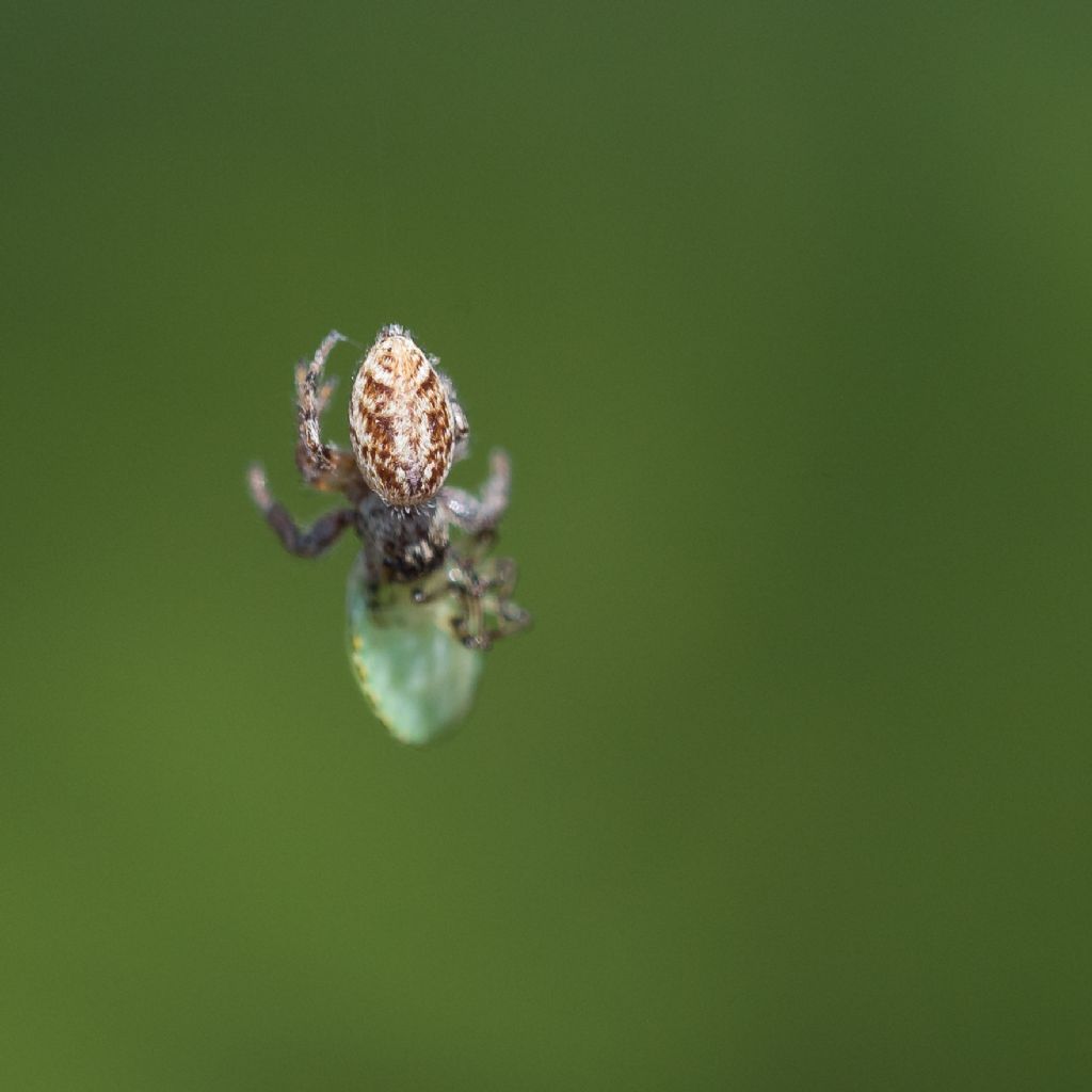 Macaroeris nidicolens con ninfa di Pentatomidae - Bagnasco (CN)