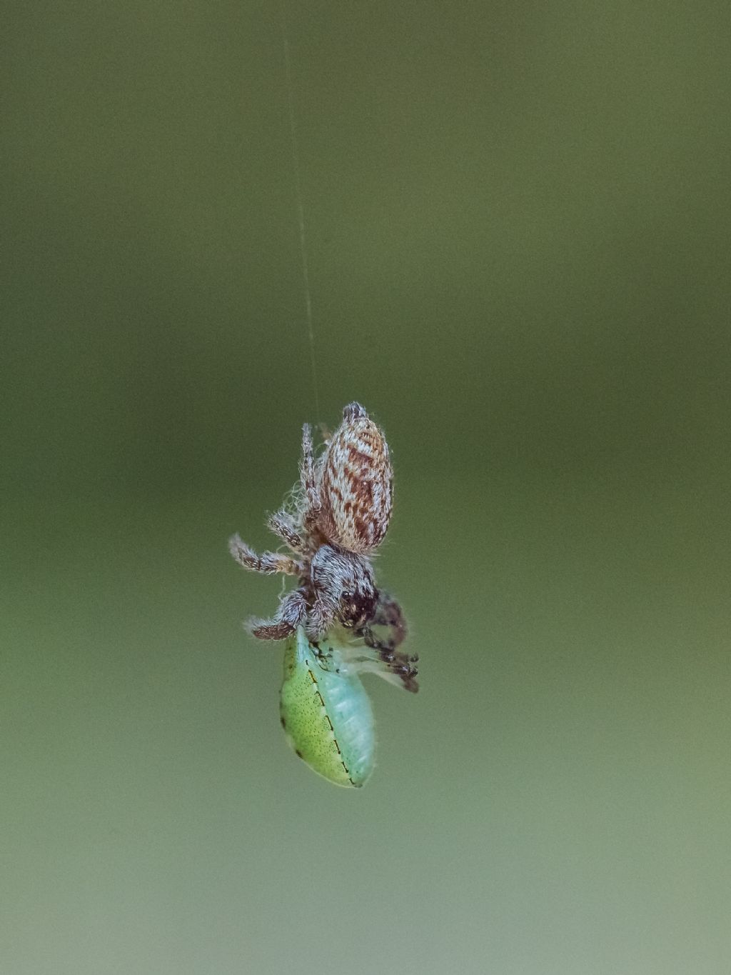 Macaroeris nidicolens con ninfa di Pentatomidae - Bagnasco (CN)