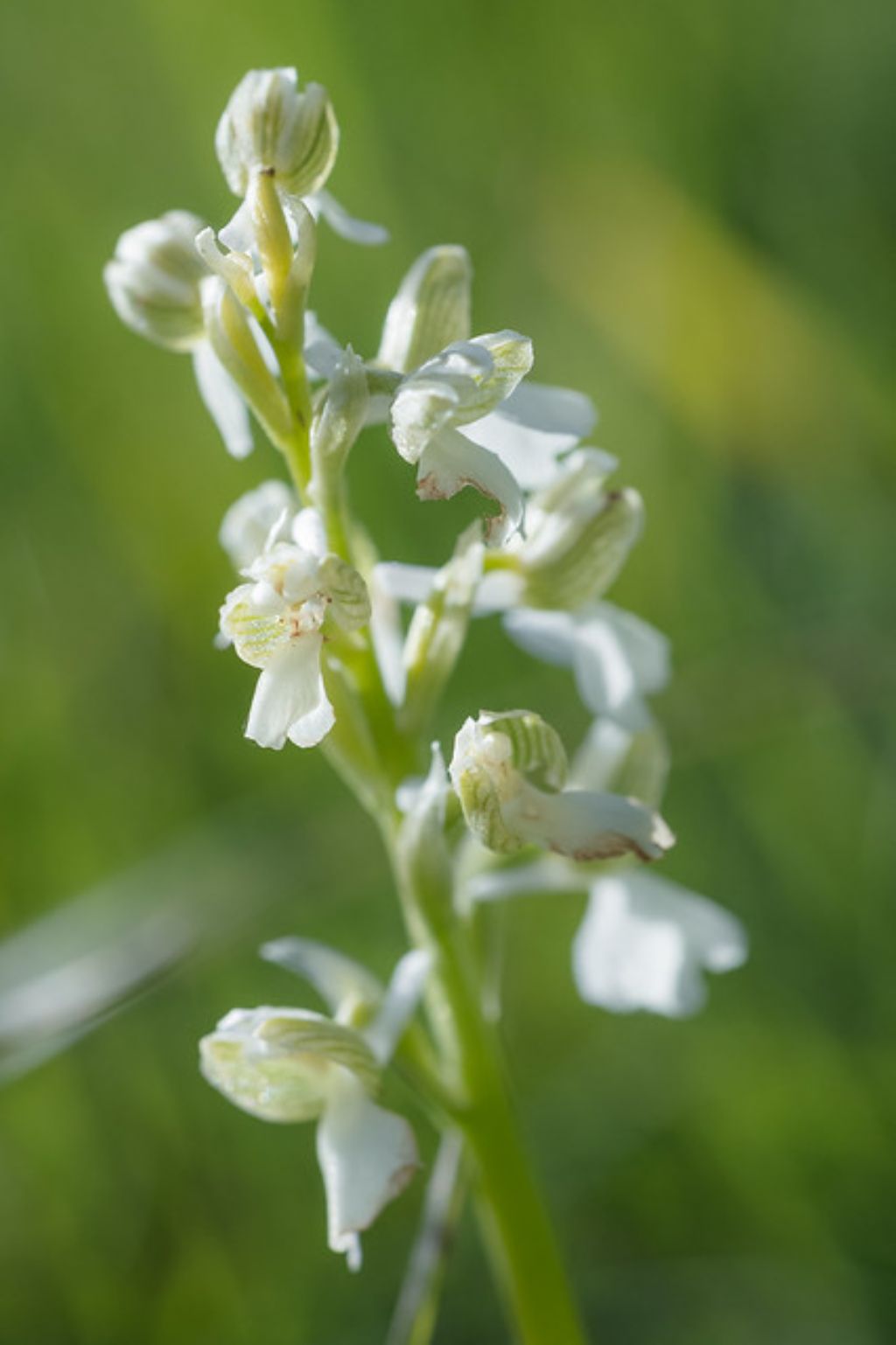 Orchidea da determinare