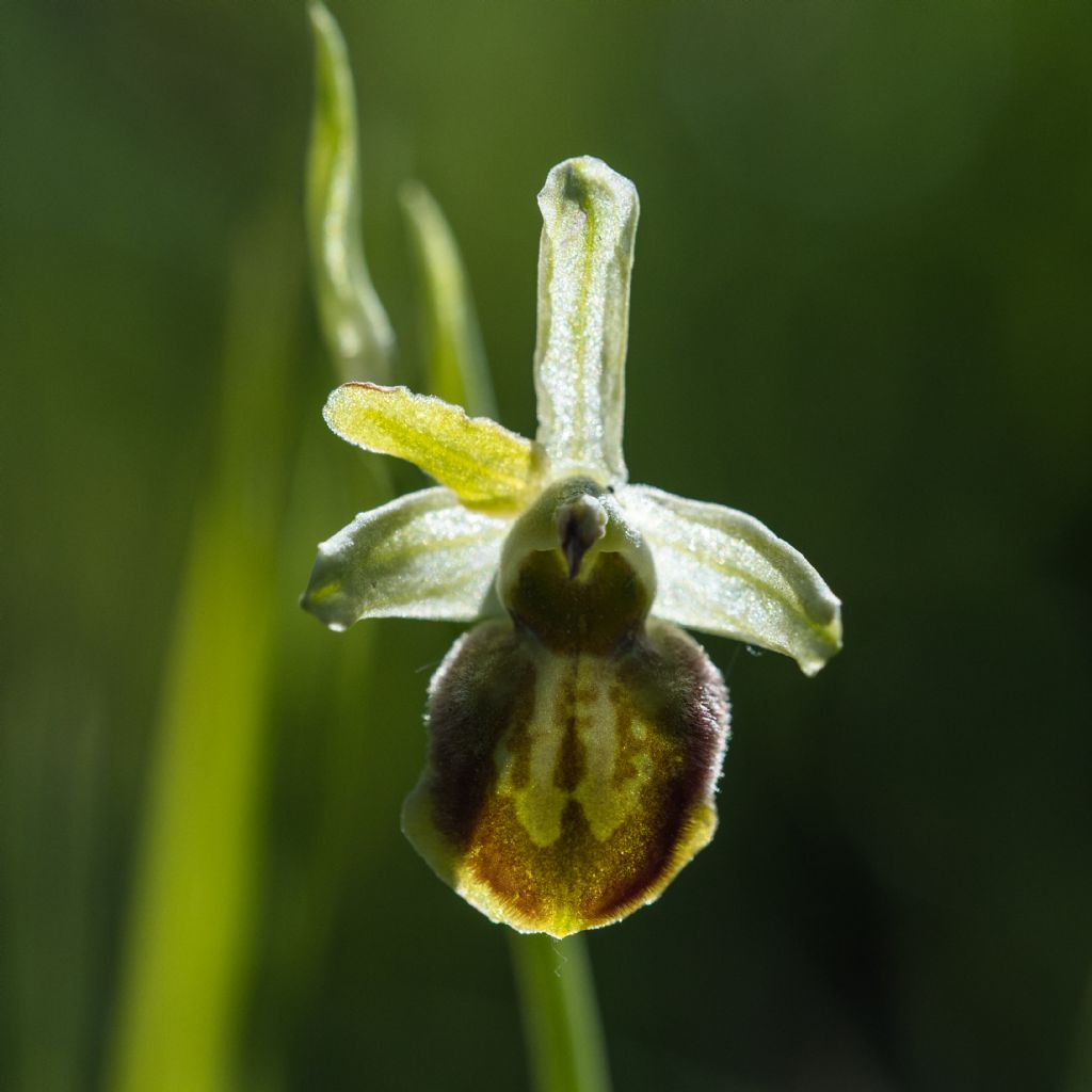 Orchidea da identificare