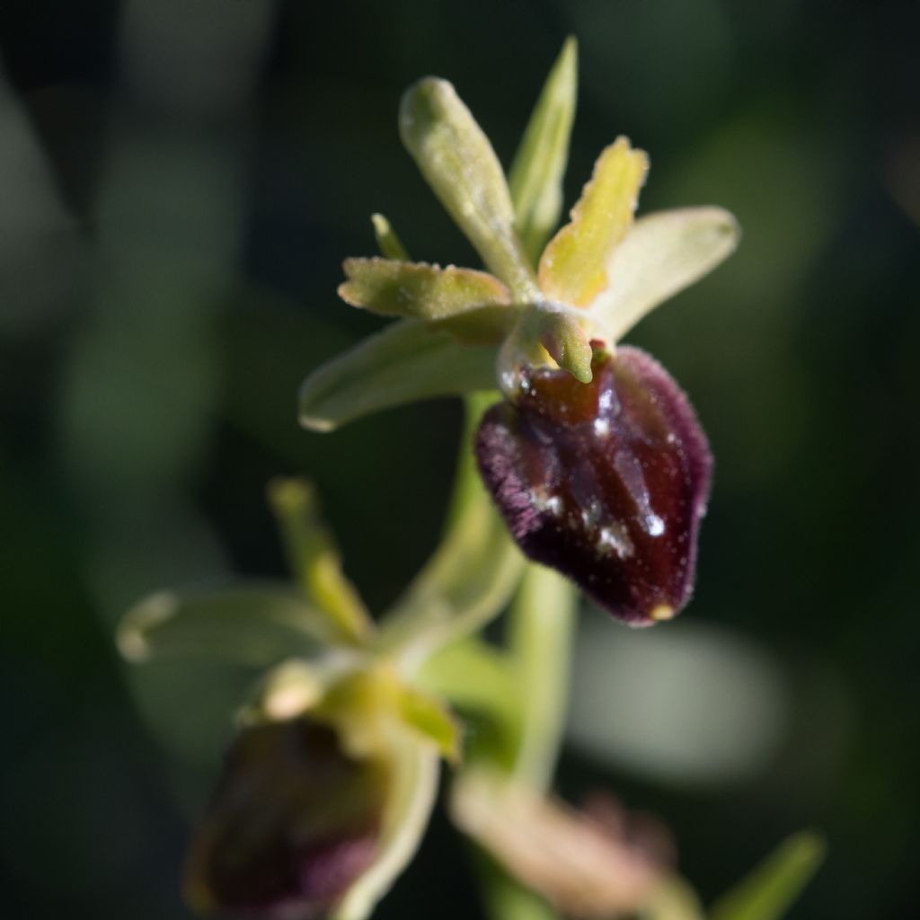 Orchidea da identificare