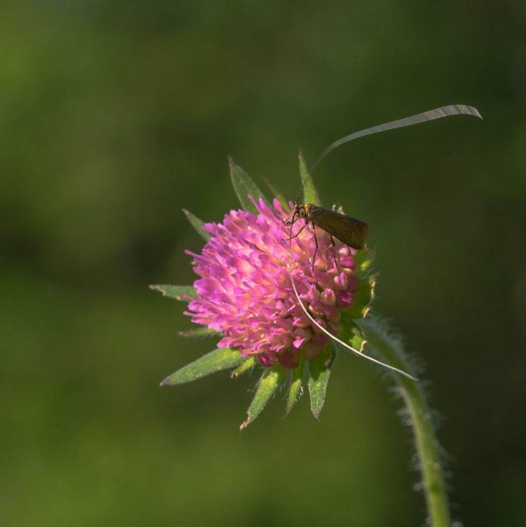 Nemophora metallica?