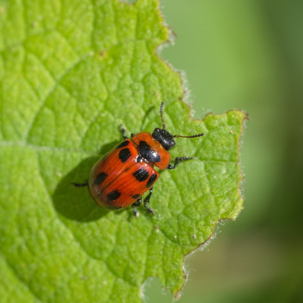 Chrysomelidae: Gonioctena viminalis