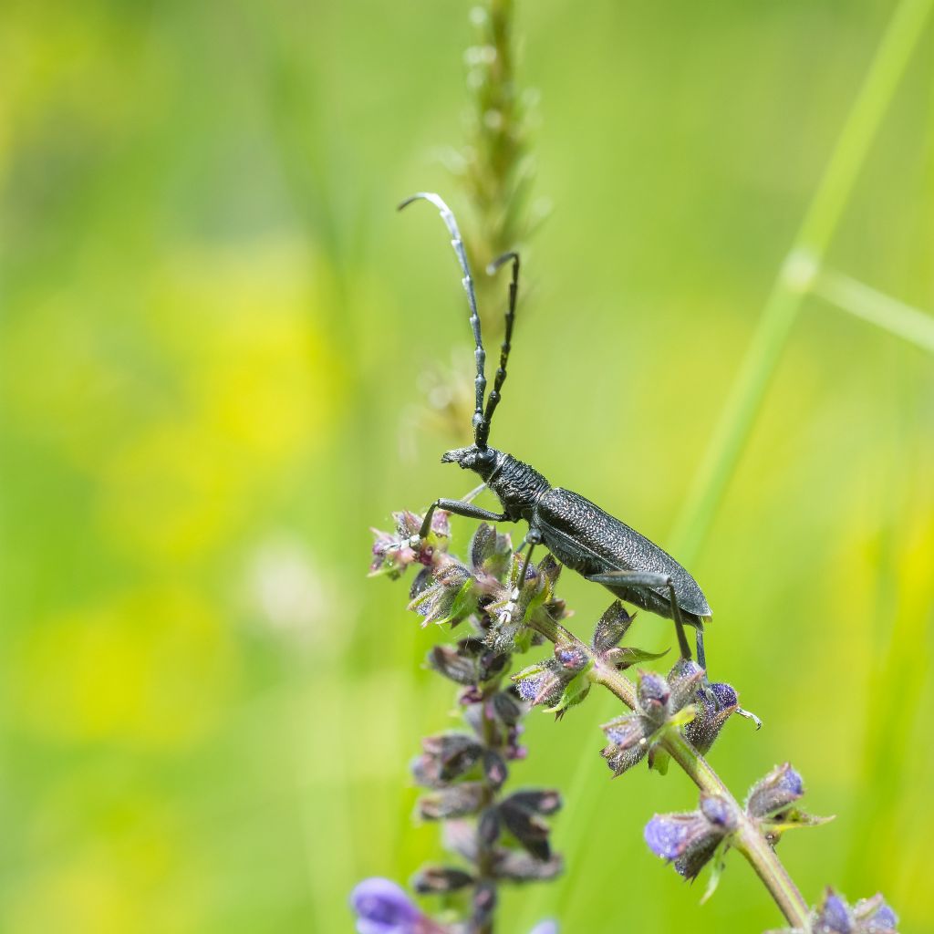 Coleottero da identificare: Cerambyx scopolii (Cerambycidae)