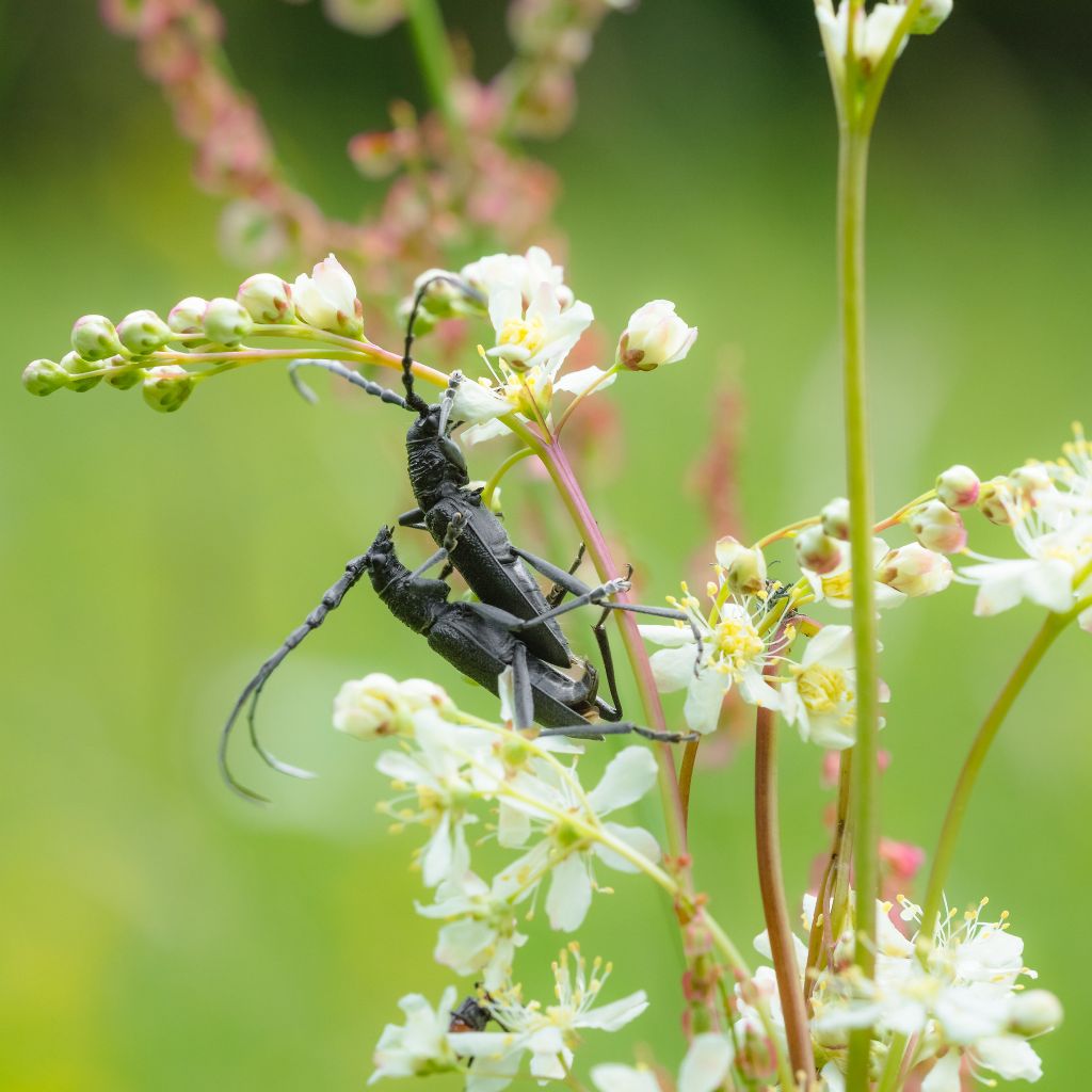 Coleottero da identificare: Cerambyx scopolii (Cerambycidae)