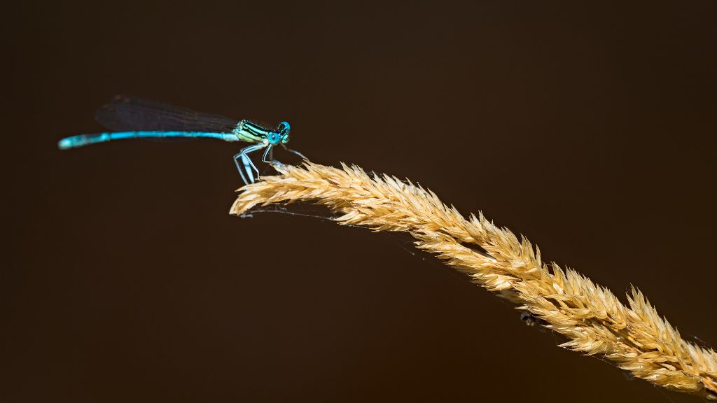 Platycnemis pennipes, maschio