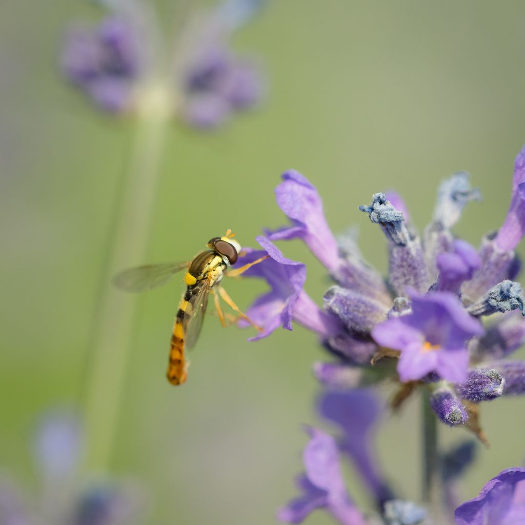 Sphaerophoria scripta?