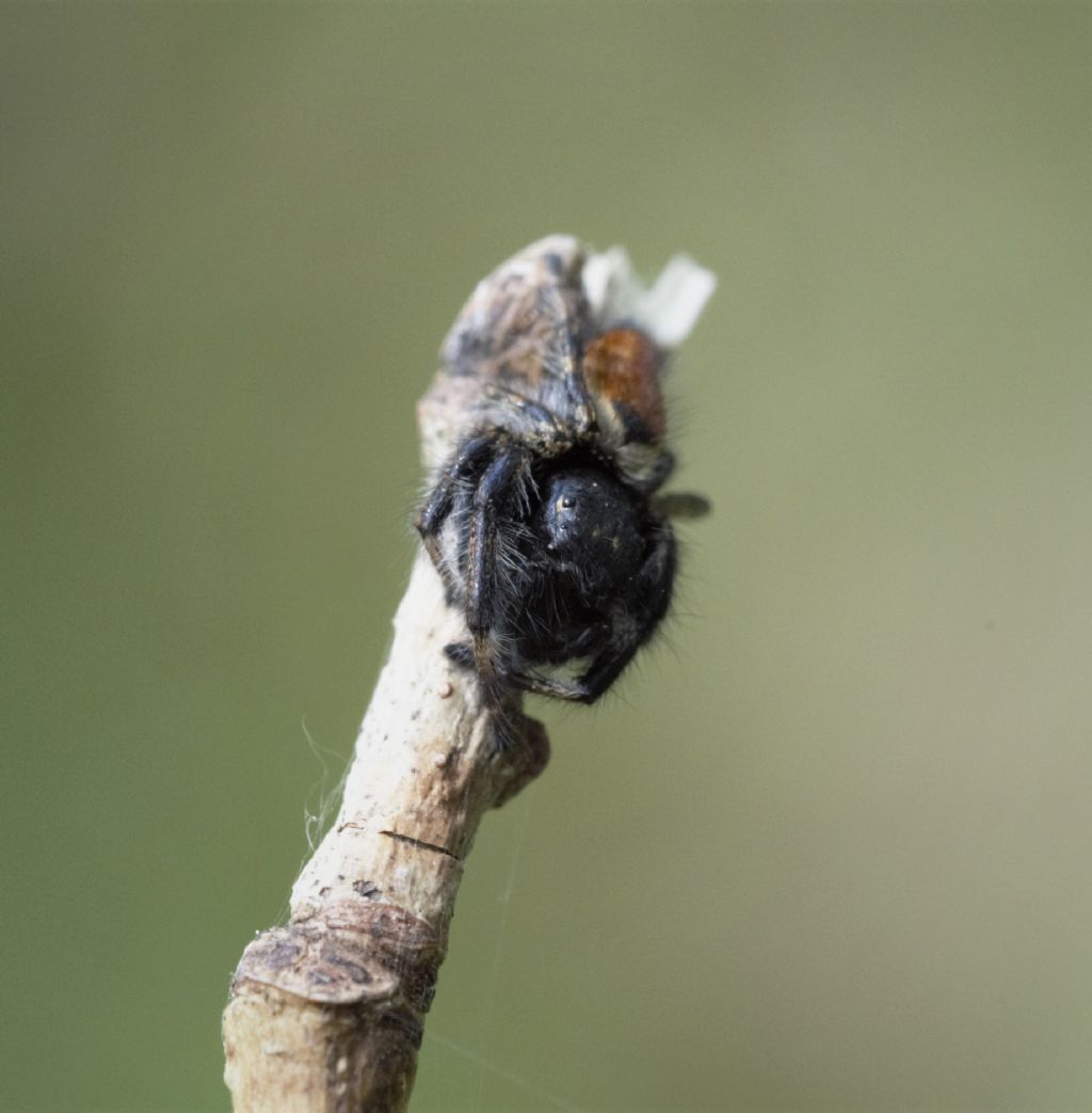 Carrhotus xanthogramma, maschio  e Evarcha cfr. arcuata    - Bagnasco (CN)