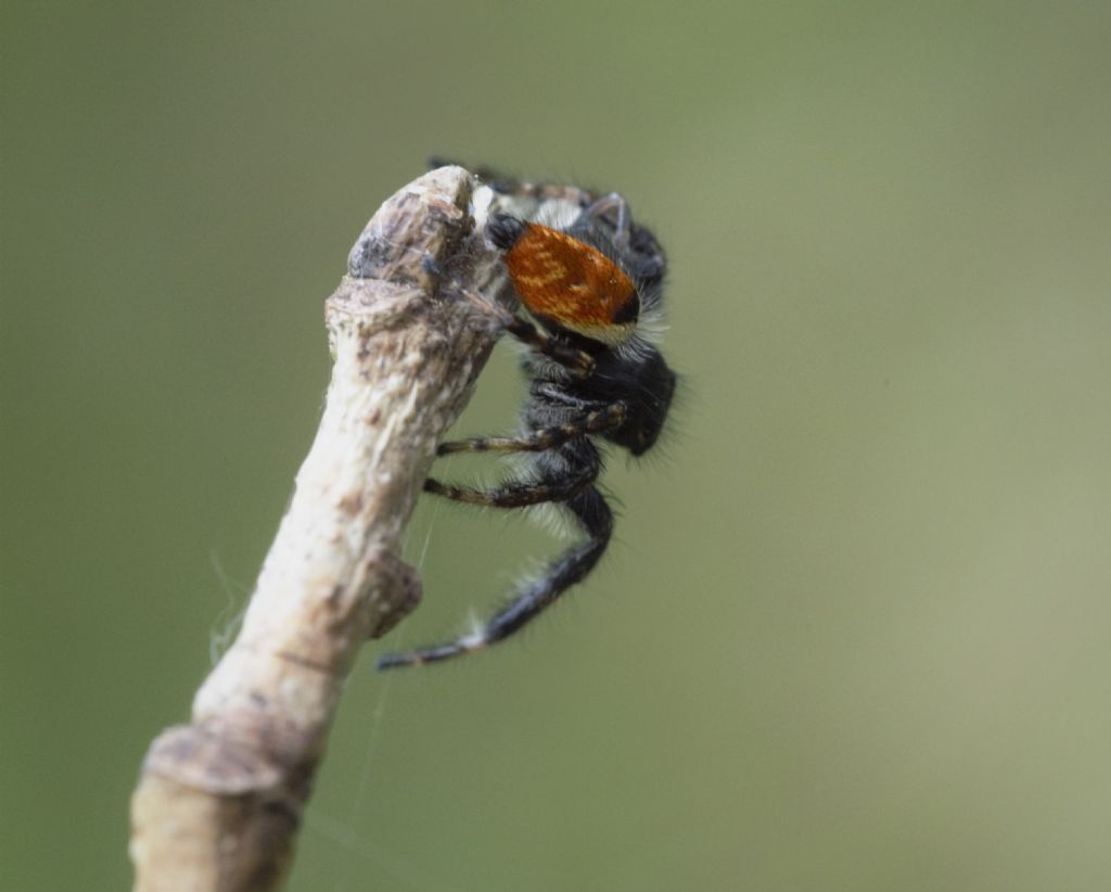 Carrhotus xanthogramma, maschio  e Evarcha cfr. arcuata    - Bagnasco (CN)