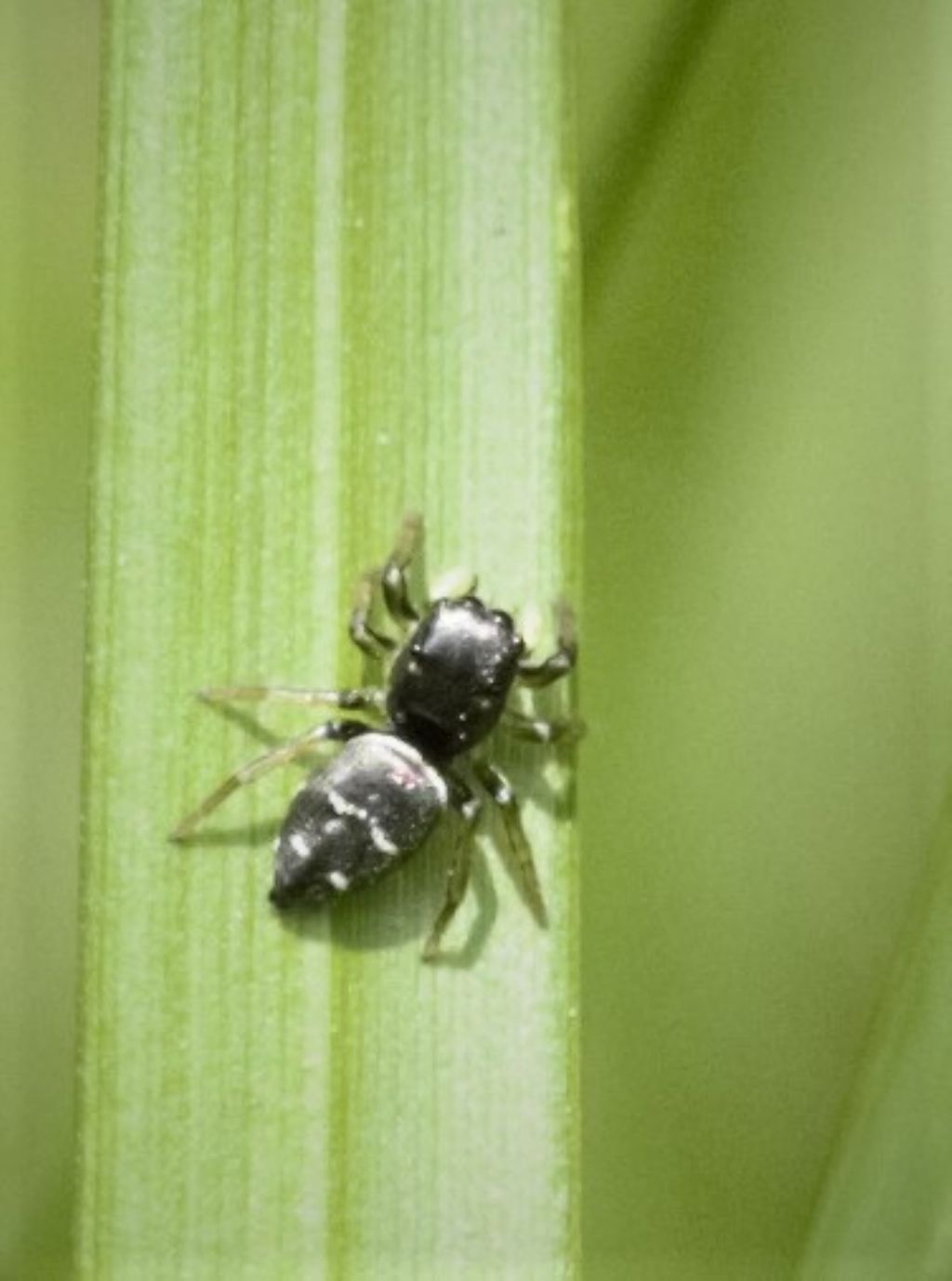 Heliophanus sp.?  S - Bagnasco (CN)