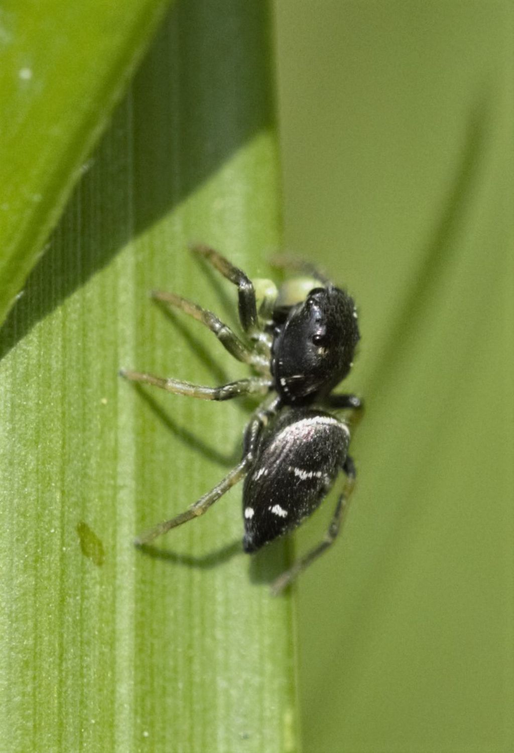 Heliophanus sp.?  S - Bagnasco (CN)