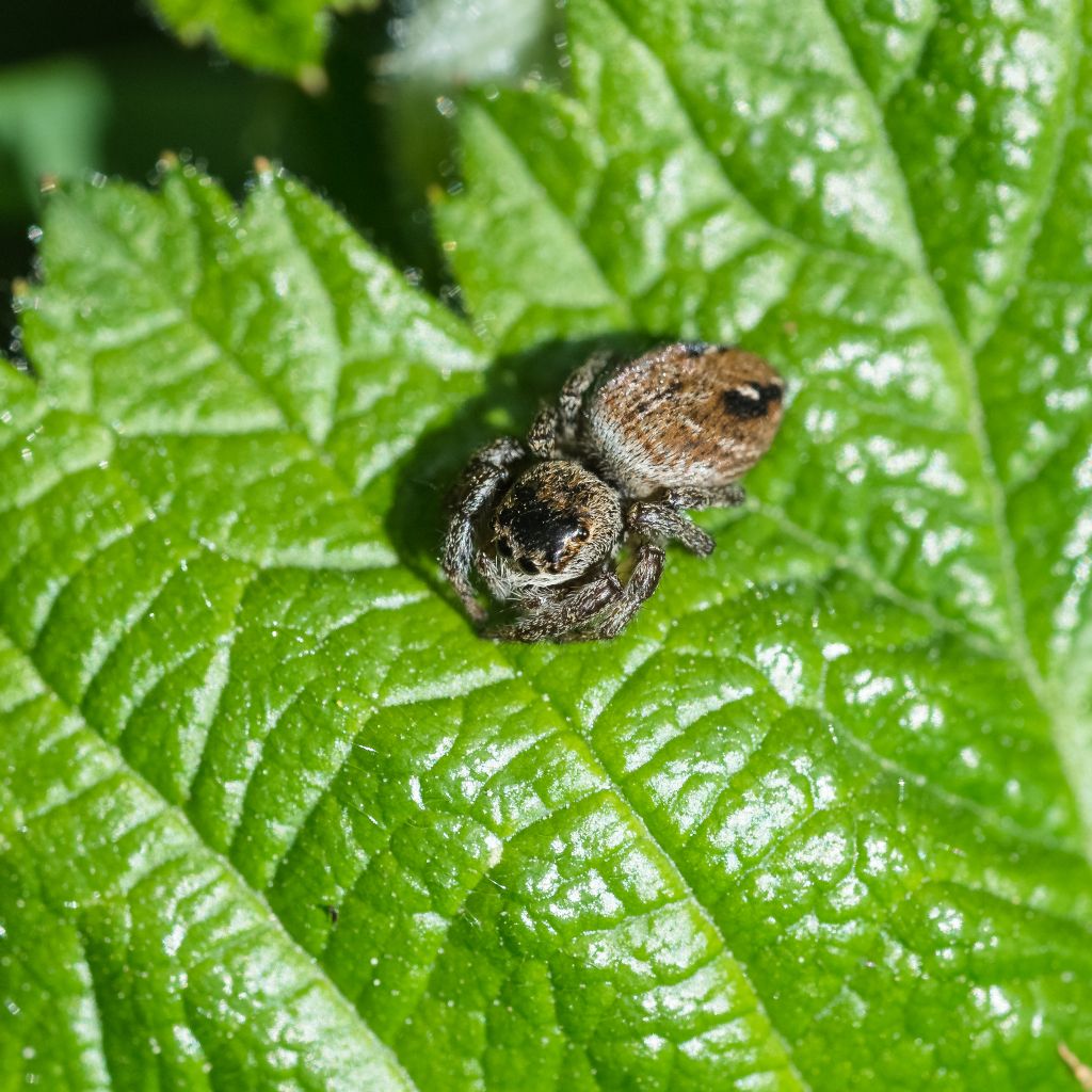 Carrhotus xanthogramma, maschio  e Evarcha cfr. arcuata    - Bagnasco (CN)