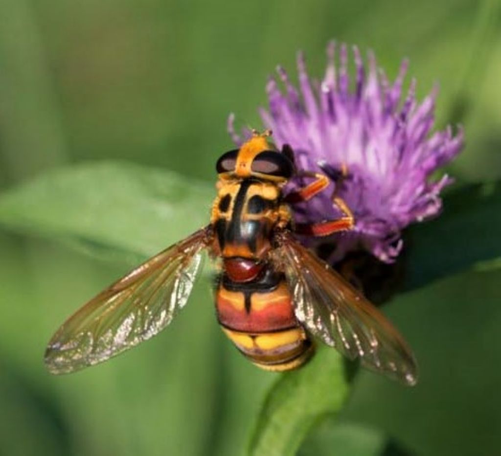 Syrphidae: Milesia crabroniformis, femmina